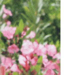 amatus42 79 ans Roanne